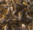 Bienen auf der Wabe