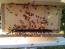 Bienenkiste mit Bienen im Anflug