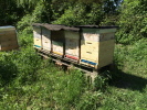 Bienenstöcke am Waldrand