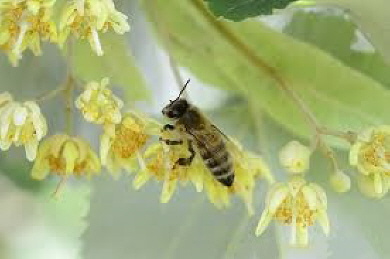 Sammelbiene auf Lindenblüten